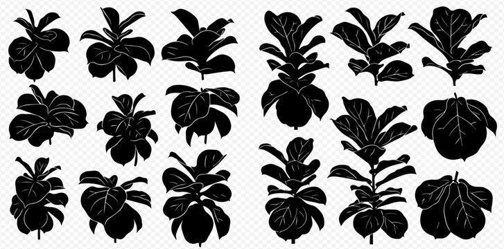 Silhouetted fiddle leaf fig plants in various sizes and shapes.