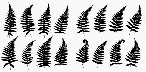 Silhouetted fern fronds in various shapes and sizes arranged on a transparent background. © Akun