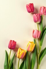Obraz premium Elegant spring flat lay with tulips, long shot on ivory backdrop Delicate arrangement , design, red, photography