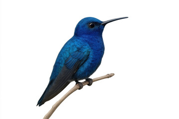 Fototapeta premium Blue hummingbird perching on a branch, showcasing vibrant feathers and delicate form with transparent background