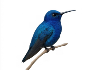 Blue hummingbird perching on a branch, showcasing vibrant feathers and delicate form with transparent background