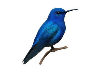 Fototapeta premium Blue hummingbird perching on a branch, tropical bird with iridescent plumage, isolated creature, transparent background