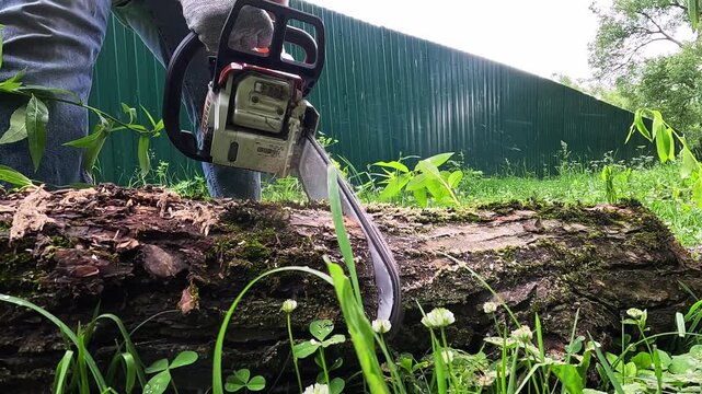 A worker with a chainsaw saws a tree