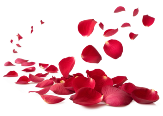 Falling red rose petals isolated on transparent background for romantic designs and overlays