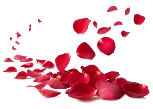 Falling red rose petals isolated on transparent background for romantic designs and overlays