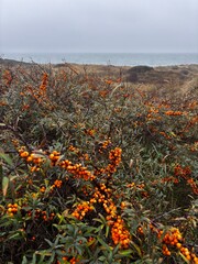 Nahaufnahme Sanddorn in den D&uuml;nen von Skagen, D&auml;nemark