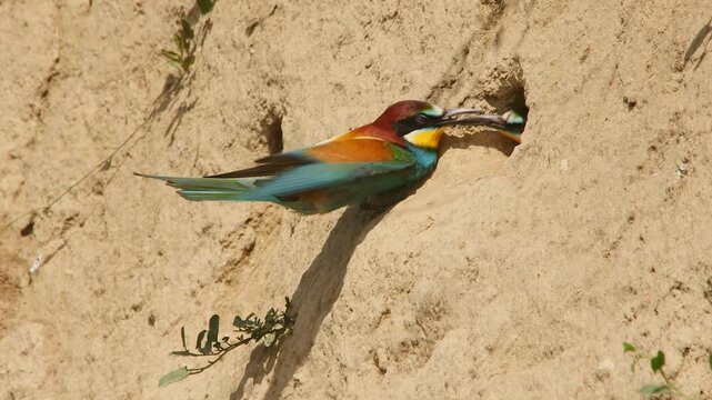bee-eater feeds its female at earth cave in the sand wall 190
