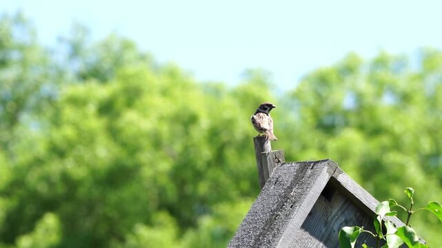 Sparrows or starlings on the branches or in the house