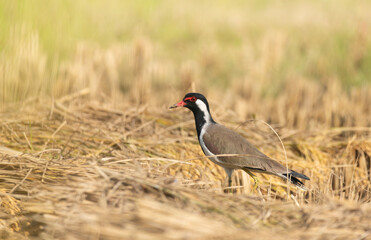 A white-breasted waterhen (Amaurornis phoenicurus) stands on a rice field at noon.