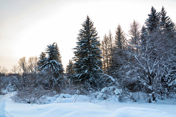 Winter landscape, fluffy snowdrifts, harsh coniferous forest.
