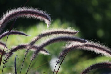 HERBE AUX &Eacute;COUVILLONS