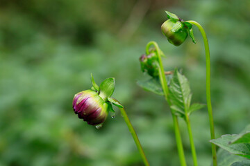 Bouton de dahlia