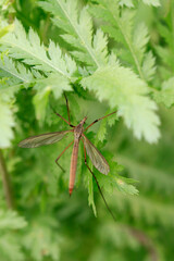 La tipule potag&egrave;re