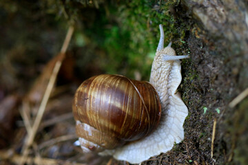 Escargot de Bourgogne