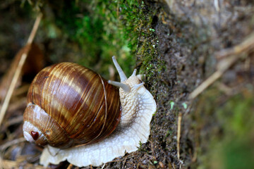 Escargot de Bourgogne