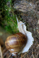Escargot de Bourgogne