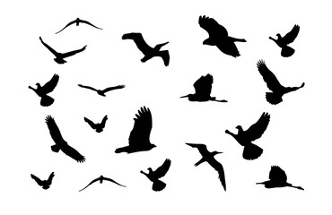 vector silhouettes of birds