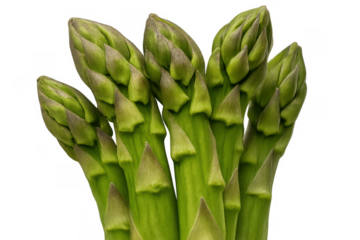 Fresh green asparagus spears standing upright, showing healthy spring vegetable, raw ingredient for cooking, isolated