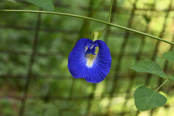 View of a single layered, blue colored butterfly pea flower blooming