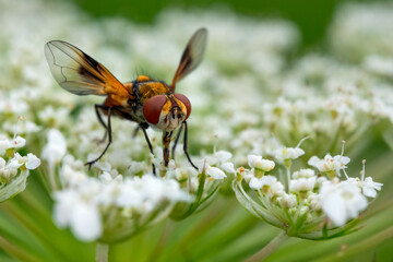 Ectophasia oblonga – A vivid tachinid fly feeding on a flower in its habitat.