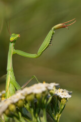 Praying Mantis (Mantis religiosa) &ndash; a detailed portrait of a mantis in its typical poised stance. Natural light reveals its anatomy and camouflage in a clean, high-resolution frame.