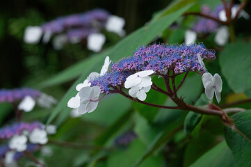 Hydrangea macrophylla &lsquo;Aspera&rsquo; &ndash; a detailed close-up of its soft, textured blooms captured in natural light. A refined botanical photograph showing the plant&rsquo;s unique structure and delicate colors.