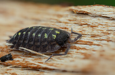 Rough Woodlouse &ndash; Macro photo of a Porcellio scaber or P. spinicornis on natural ground, showing texture and detail.