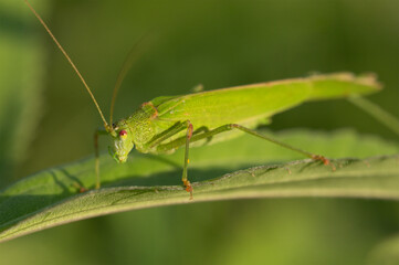 Great Green Bush-Cricket – A Tettigonia viridissima perched in its natural habitat, shown with vivid detail.