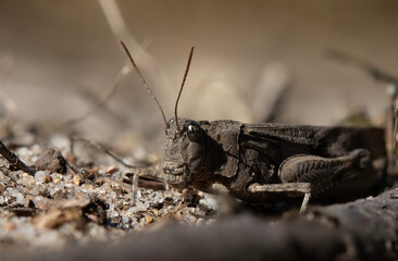 Obscure Bird Grasshopper &ndash; A Lactista gibbosus resting among grasses in natural surroundings.