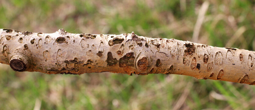 A branch of a fruit tree damaged by a buffalo leafhopper (Stictocephala bisonia)