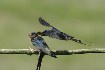 Barn Swallow Feeding &ndash; A barn swallow feeds its fledgling in mid-air, captured with clear detail in natural light.