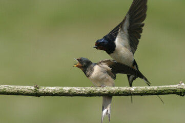 Barn Swallow Feeding – A barn swallow feeds its fledgling in mid-air, captured with clear detail in natural light.