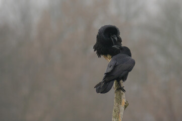 Raven Chatter (Corvus corax) &ndash; two ravens sitting on a fallen branch, captured in a lively moment of vocal interaction. A dynamic scene with wildlife in a natural forest setting.