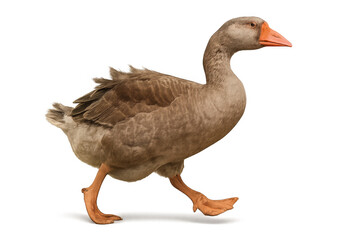 Obraz premium Domestic goose walking, looking forward with an orange beak and a brown gray plumage, png with transparent background