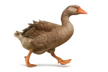 Domestic goose walking, looking forward with an orange beak and a brown gray plumage, png with transparent background