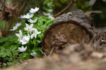 A serene view of delicate white wildflowers nestled among lush green foliage, capturing the gentle beauty and tranquility of nature in a tranquil outdoor setting.