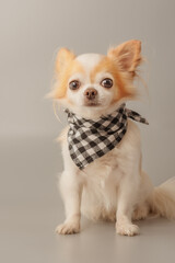 Chihuahua dog in a bandana on a gray background. © Lesia