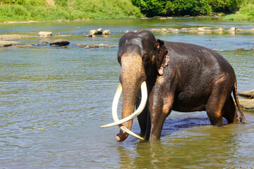 Amazing Sri Lankan Elephants