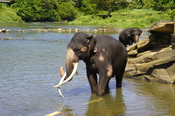 Amazing Sri Lankan Elephants