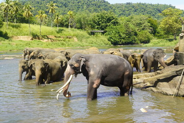 Amazing Sri Lankan Elephants