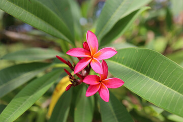 Close-up of vibrant pink plumeria (frangipani) flowers in full bloom, surrounded by lush green tropical leaves. Soft natural daylight and shallow depth of field create a serene, fresh, and exotic atmo