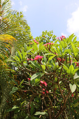 Close-up of vibrant pink plumeria (frangipani) flowers in full bloom, surrounded by lush green tropical leaves. Soft natural daylight and shallow depth of field create a serene, fresh, and exotic atmo