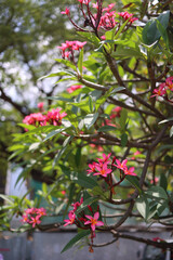 Close-up of vibrant pink plumeria (frangipani) flowers in full bloom, surrounded by lush green tropical leaves. Soft natural daylight and shallow depth of field create a serene, fresh, and exotic atmo