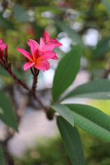 Close-up of vibrant pink plumeria (frangipani) flowers in full bloom, surrounded by lush green tropical leaves. Soft natural daylight and shallow depth of field create a serene, fresh, and exotic atmo