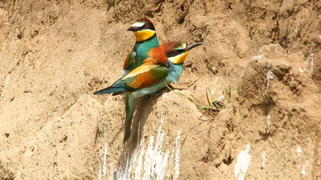 pair of bee-eater sit on the steep wall, fly away, slomo 183