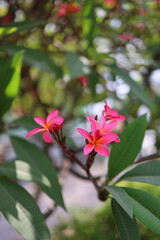 Close-up of vibrant pink plumeria (frangipani) flowers in full bloom, surrounded by lush green tropical leaves. Soft natural daylight and shallow depth of field create a serene, fresh, and exotic atmo
