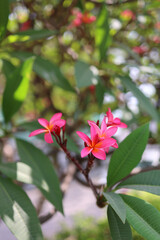Close-up of vibrant pink plumeria (frangipani) flowers in full bloom, surrounded by lush green tropical leaves. Soft natural daylight and shallow depth of field create a serene, fresh, and exotic atmo