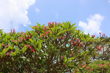 Close-up of vibrant pink plumeria (frangipani) flowers in full bloom, surrounded by lush green tropical leaves. Soft natural daylight and shallow depth of field create a serene, fresh, and exotic atmo