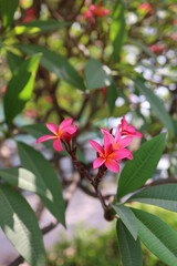 Close-up of vibrant pink plumeria (frangipani) flowers in full bloom, surrounded by lush green tropical leaves. Soft natural daylight and shallow depth of field create a serene, fresh, and exotic atmo