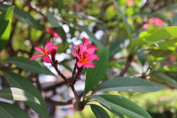 Close-up of vibrant pink plumeria (frangipani) flowers in full bloom, surrounded by lush green tropical leaves. Soft natural daylight and shallow depth of field create a serene, fresh, and exotic atmo